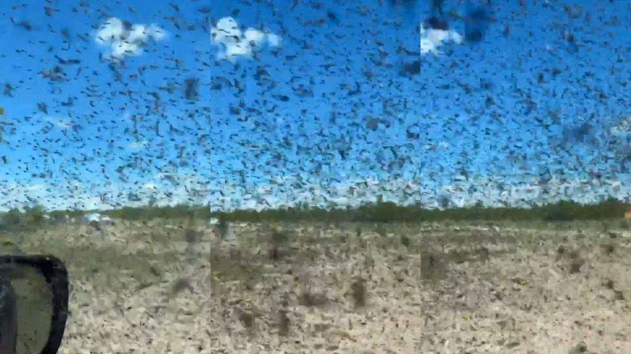 Mosquito Swarm Mosquito Swarm