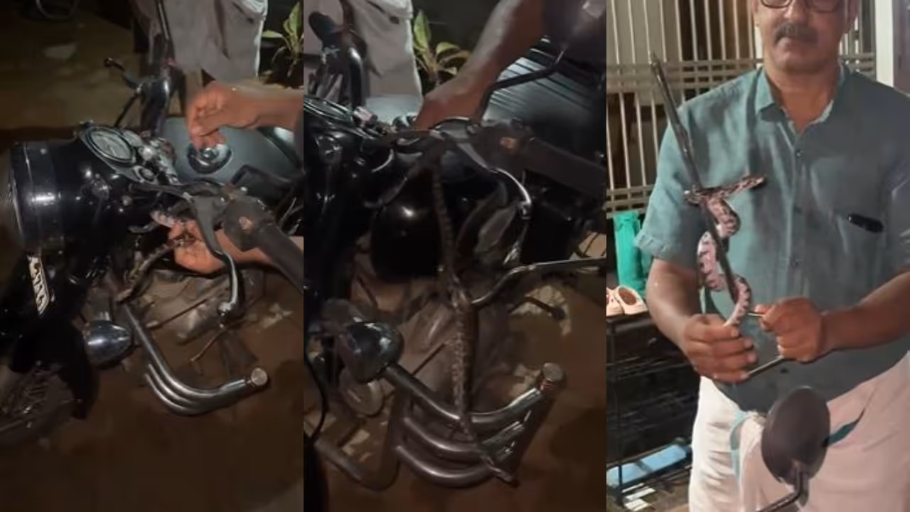 baby python baby python