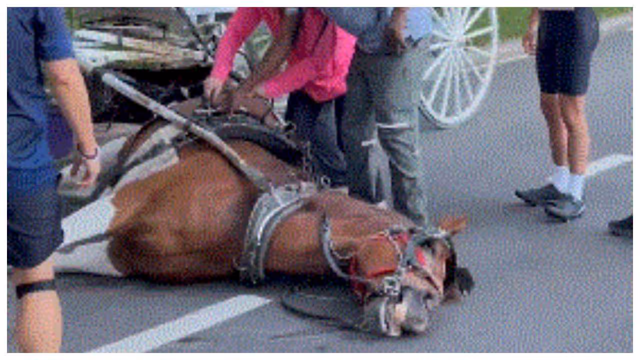 Horse dies after collapsing during ride Horse dies after collapsing during ride