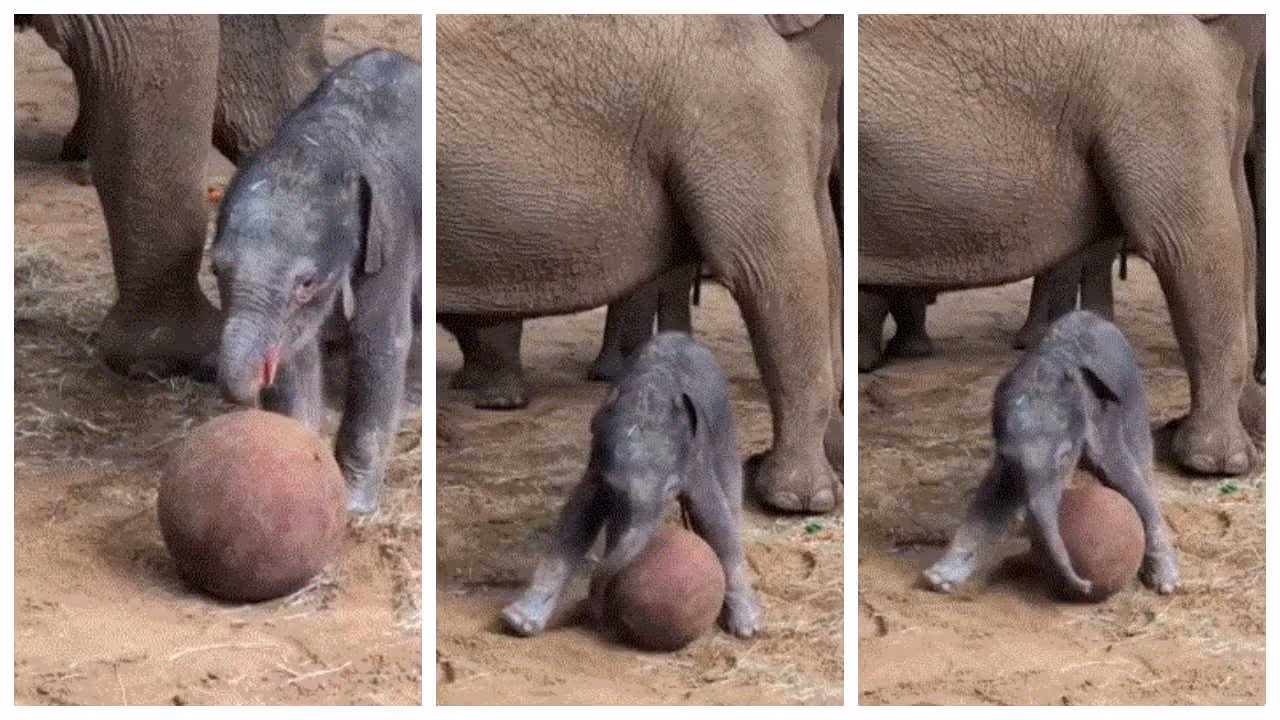 baby elephant practicing football baby elephant practicing football