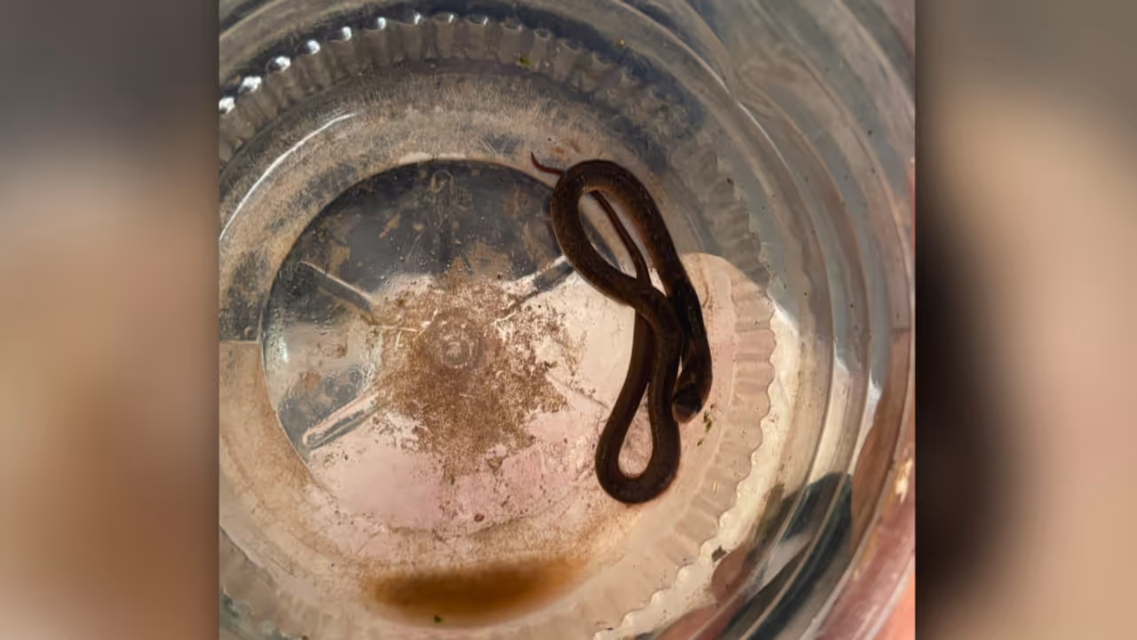 Kozhikode Snake Bite Kozhikode Snake Bite