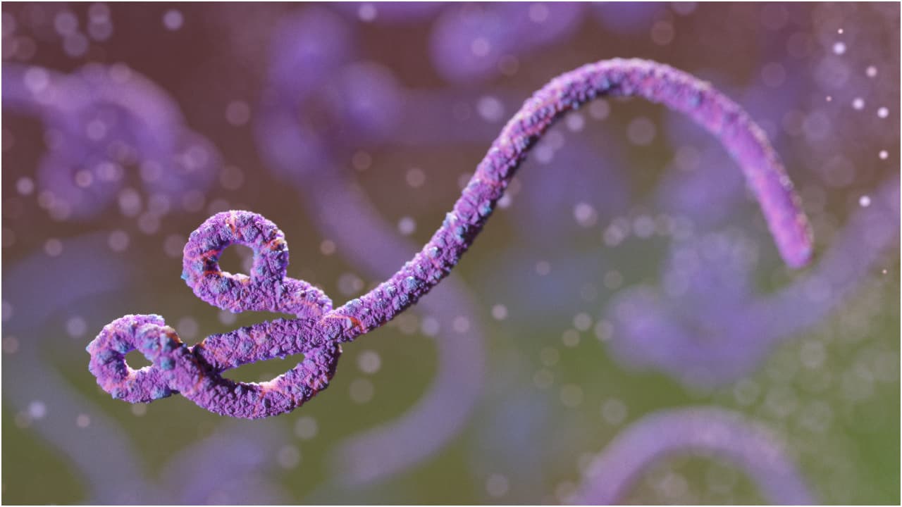 ebola ebola