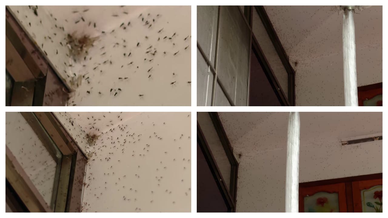 insect attack insect attack