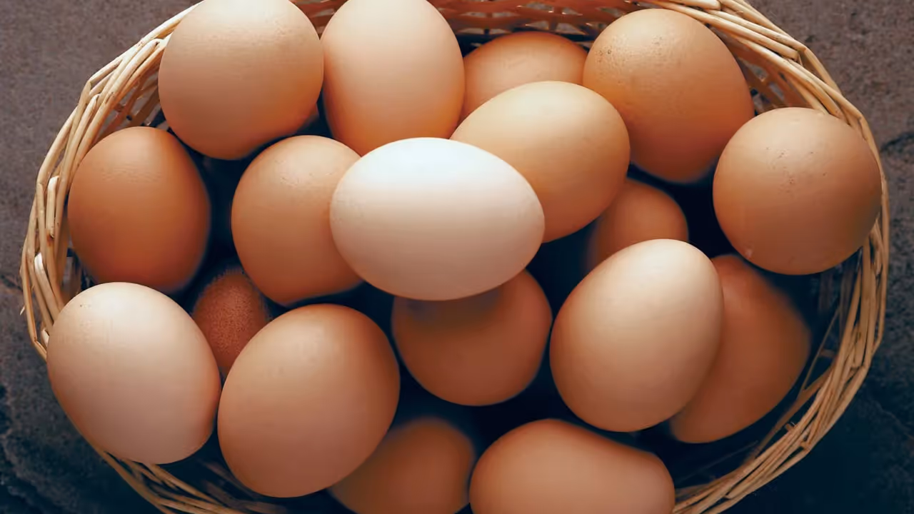 egg egg