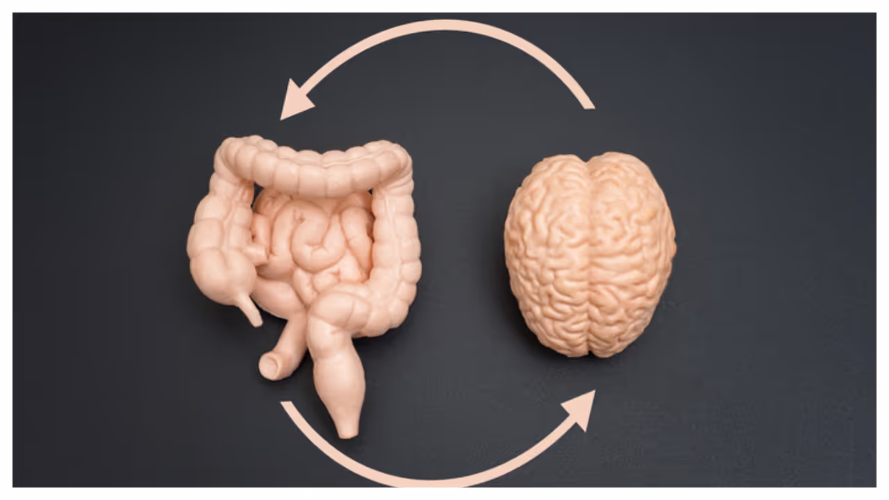 gut and brain health gut and brain health