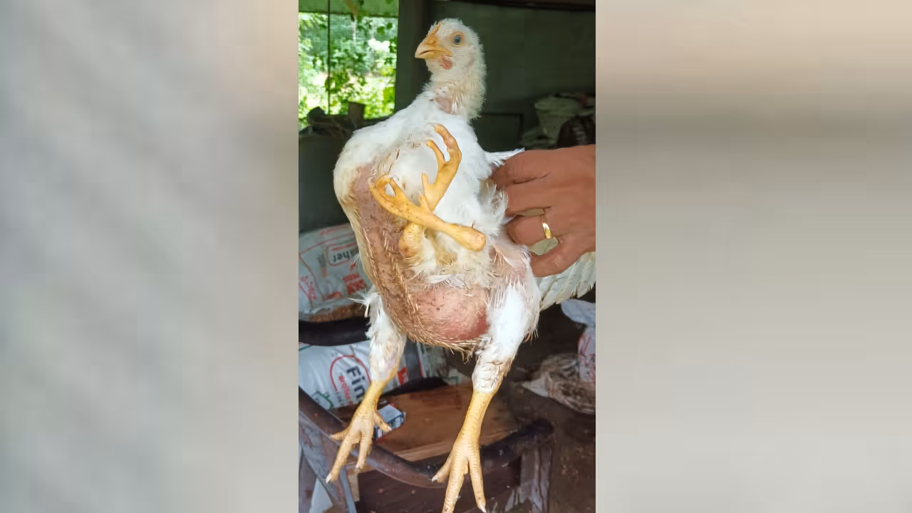 four legged chicken four legged chicken