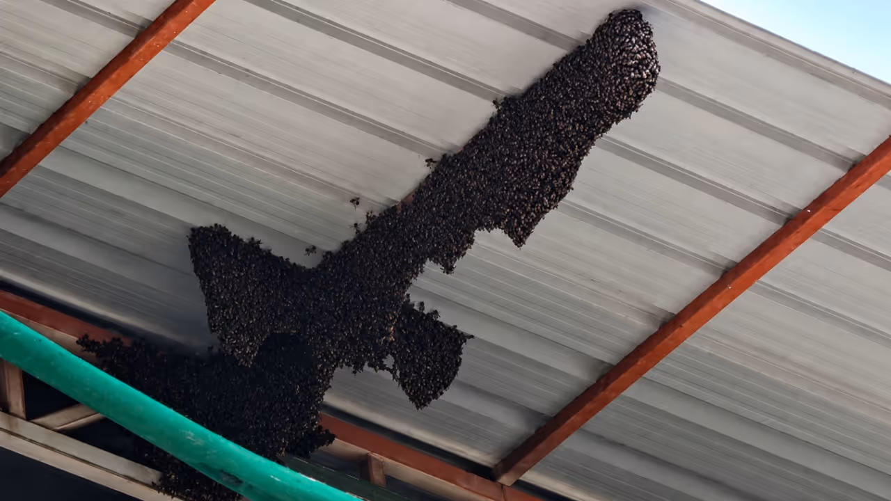 Wasp Nest Wasp Nest
