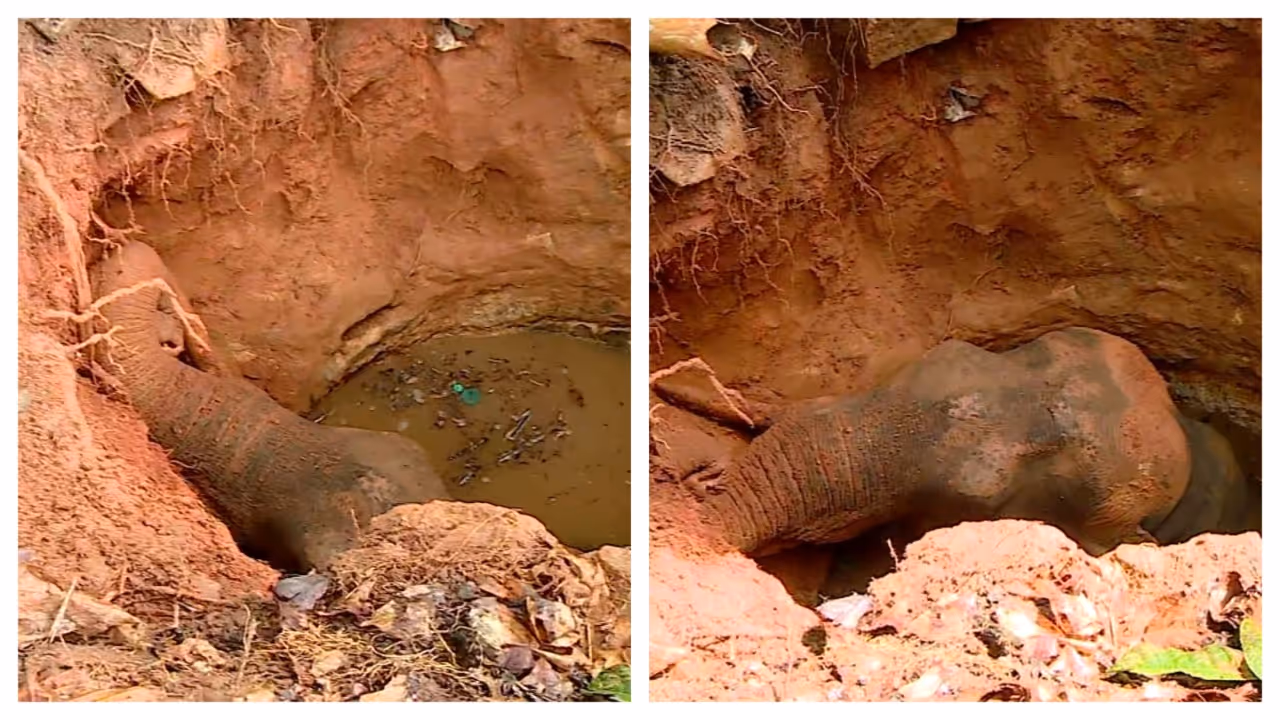 elephant fell intowell elephant fell intowell