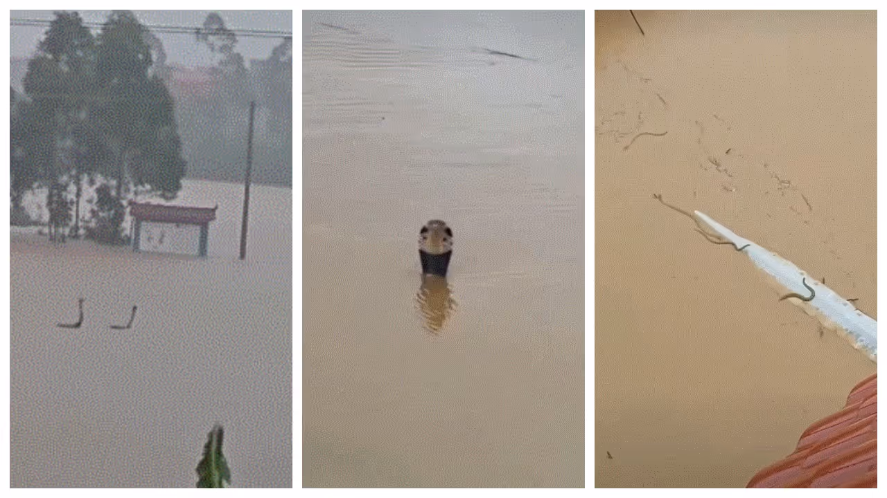 900 snakes escape flooded farm 900 snakes escape flooded farm