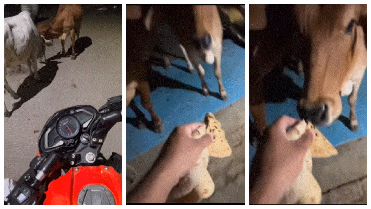 Woman orders chapatis for stray cows Woman orders chapatis for stray cows