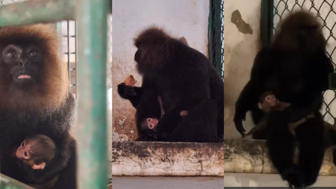 Nilgiri langur Nilgiri langur