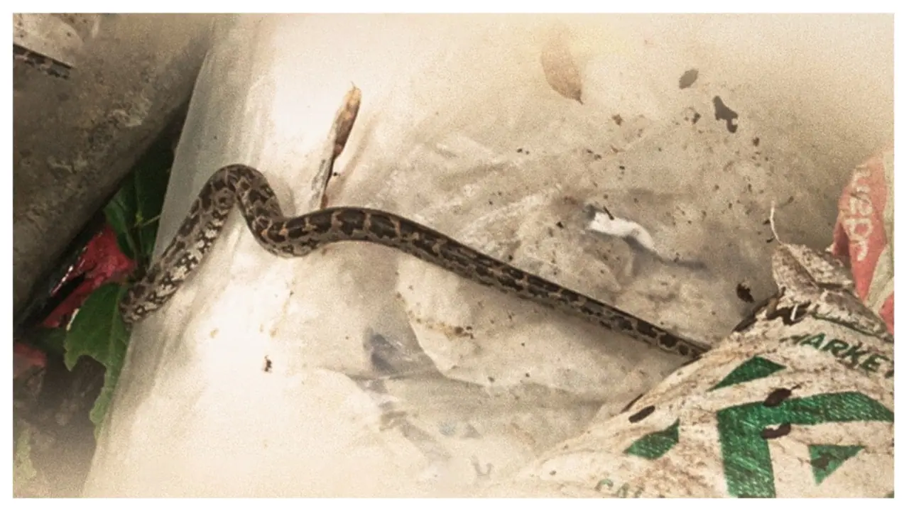 python python