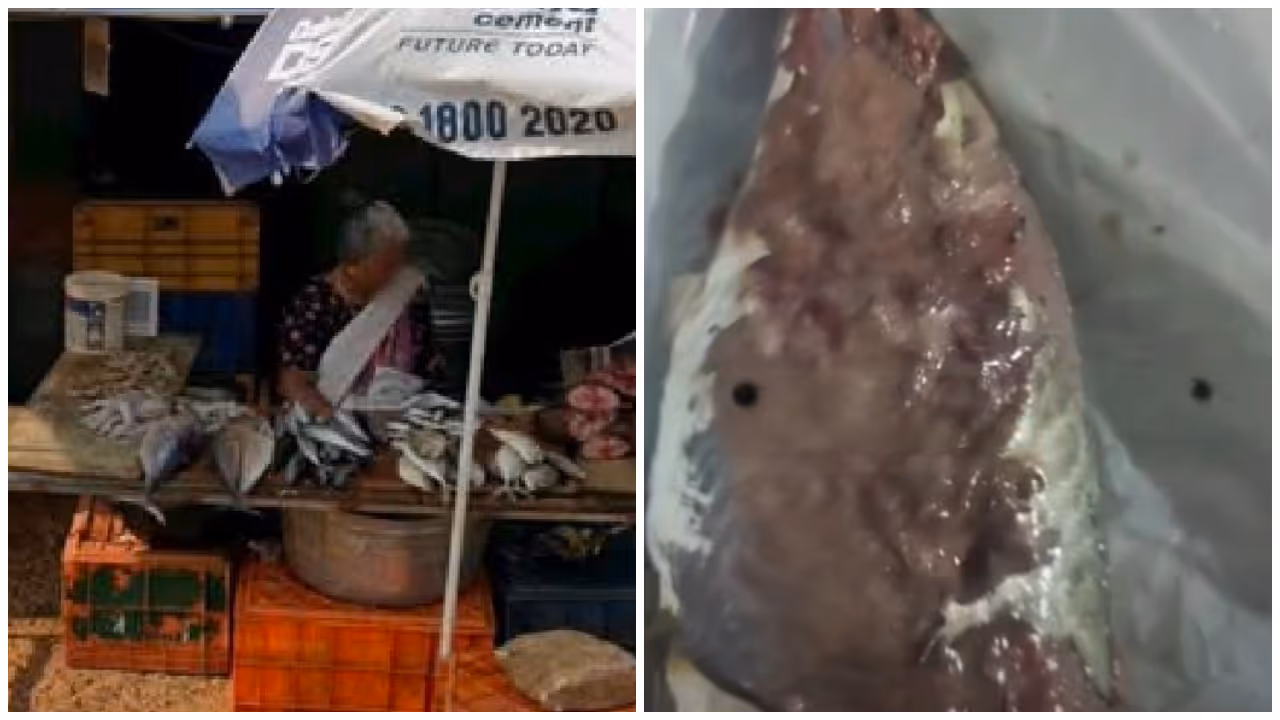 mackerel viral video mackerel viral video