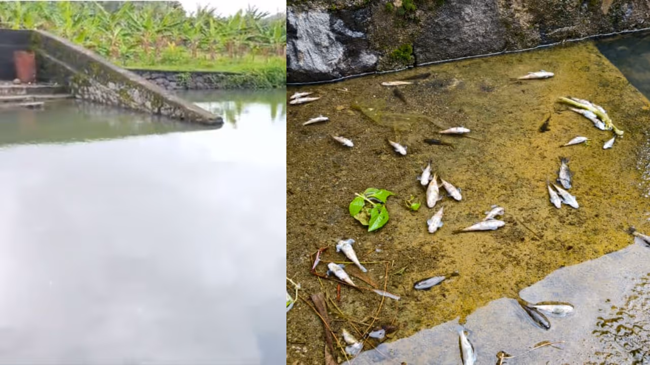 Palakkad fish Palakkad fish