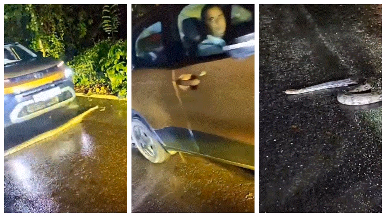 Car Runs Over Python Car Runs Over Python