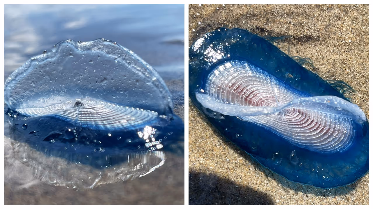 Velella velella Velella velella