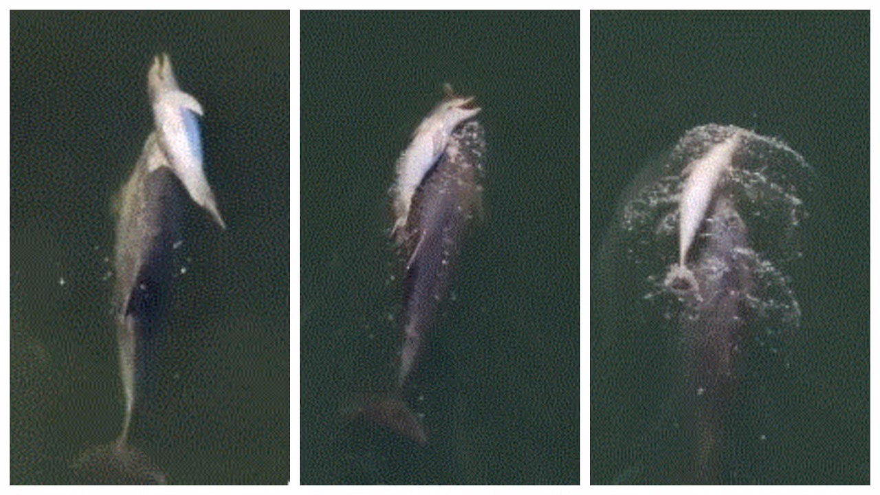 Mother dolphin swam with dead calf Mother dolphin swam with dead calf