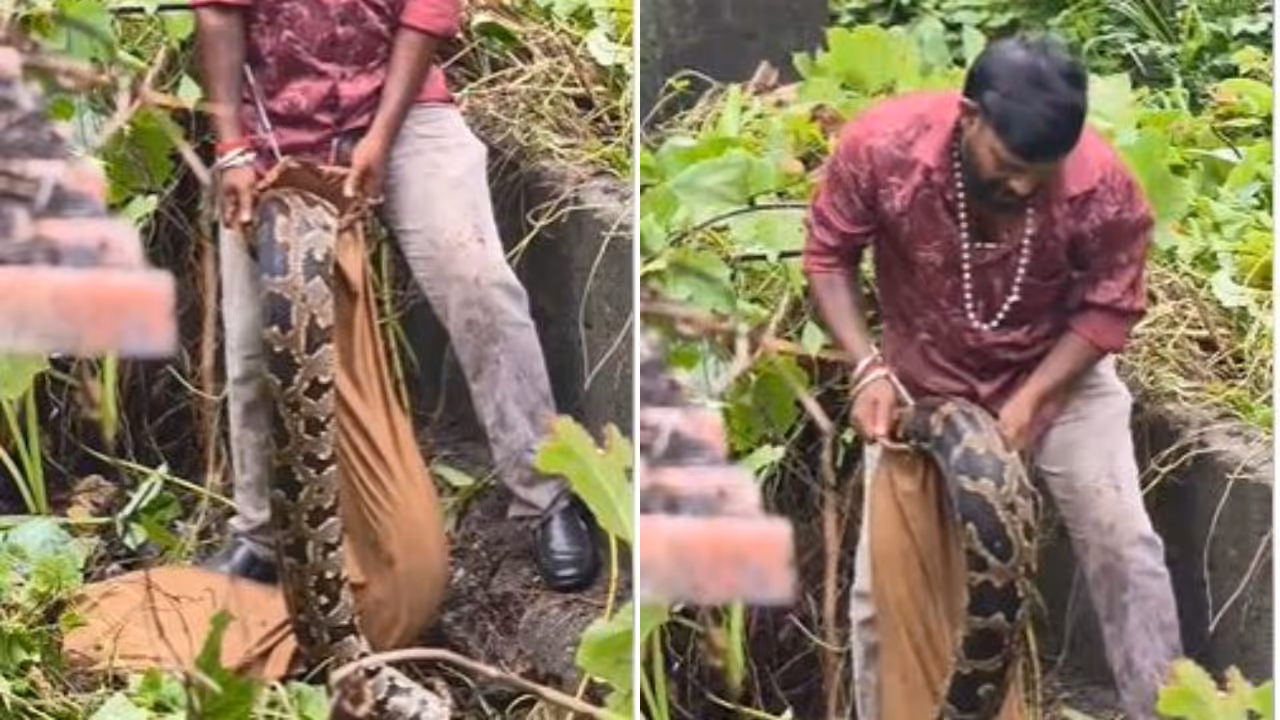 50 kilogram python 50 kilogram python