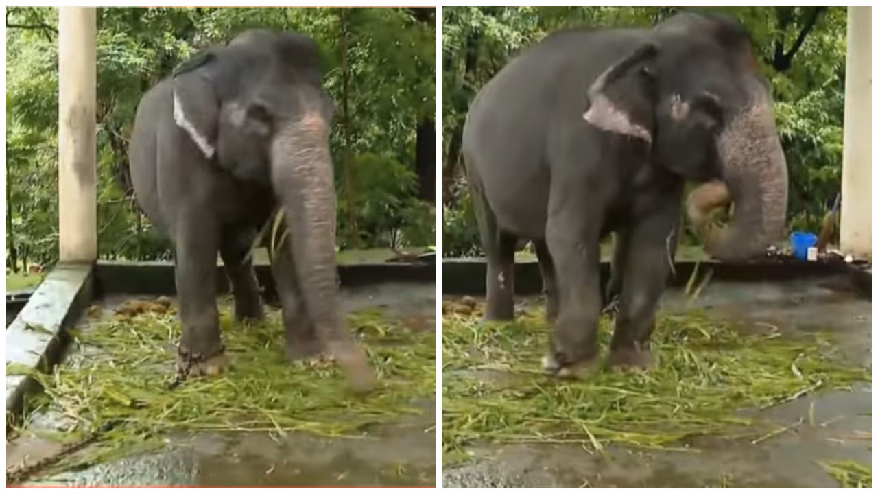 konni aana konni aana
