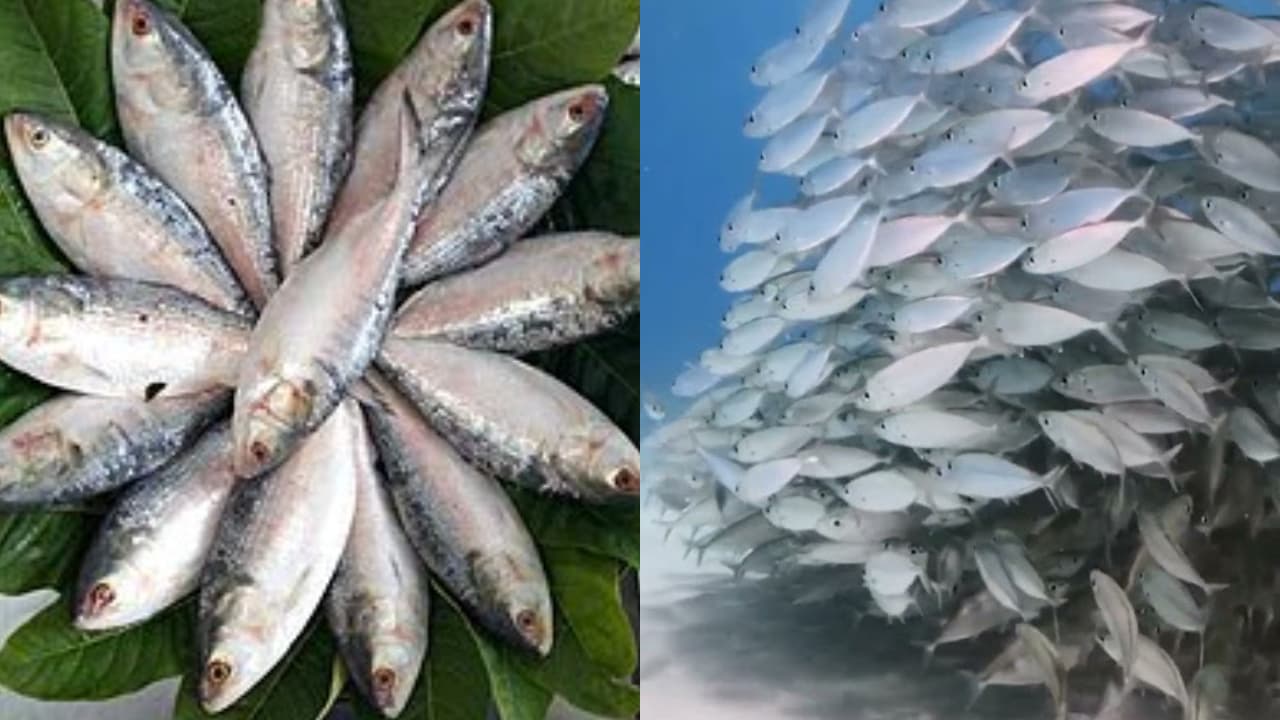 hilsa fish hilsa fish