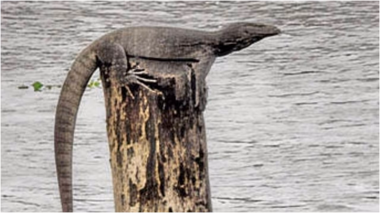Monitor lizards Monitor lizards