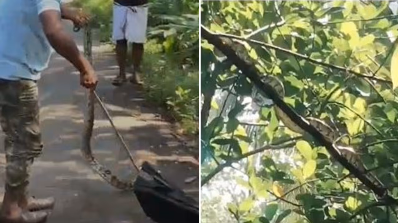 python rescued python rescued