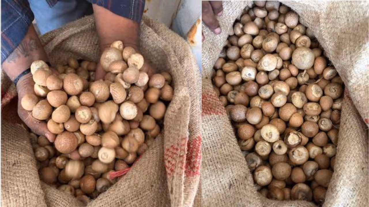 Areca Nut Scam Areca Nut Scam