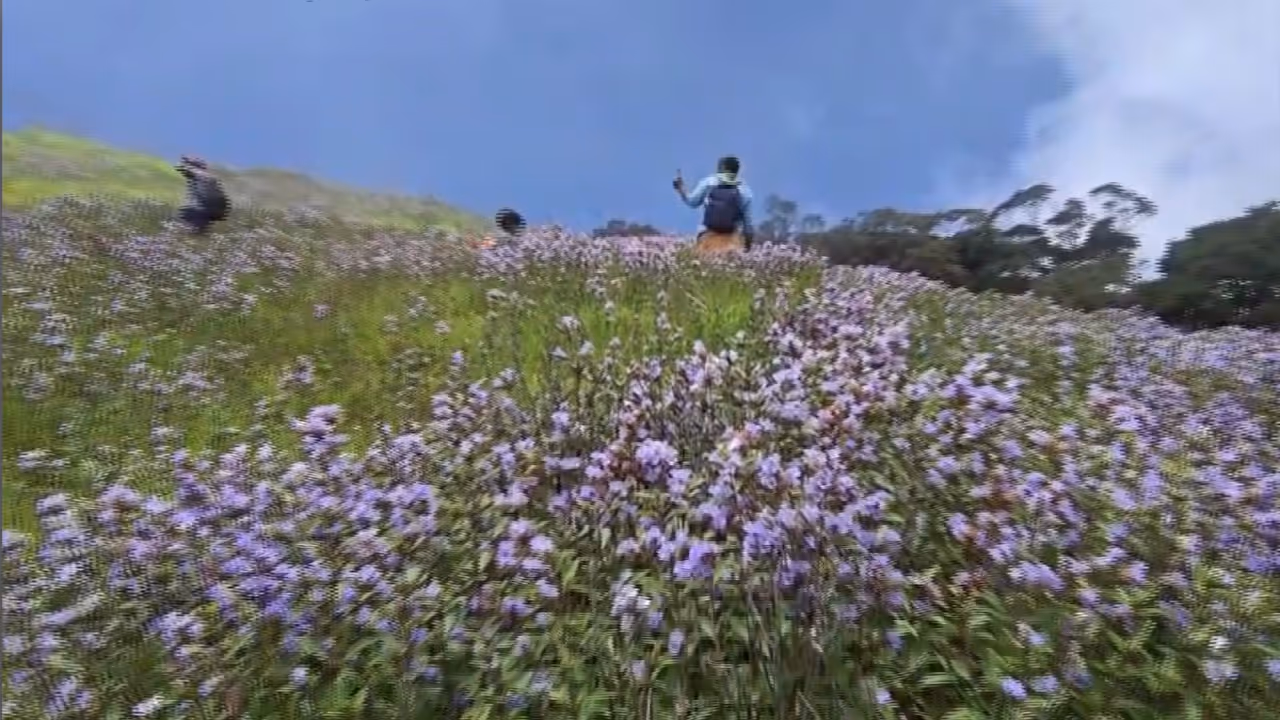 attappadi neelakurinji attappadi neelakurinji