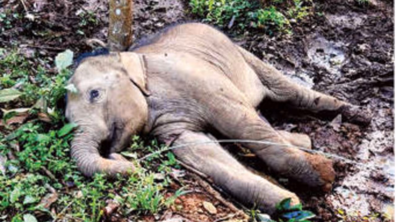 Elephant Elephant