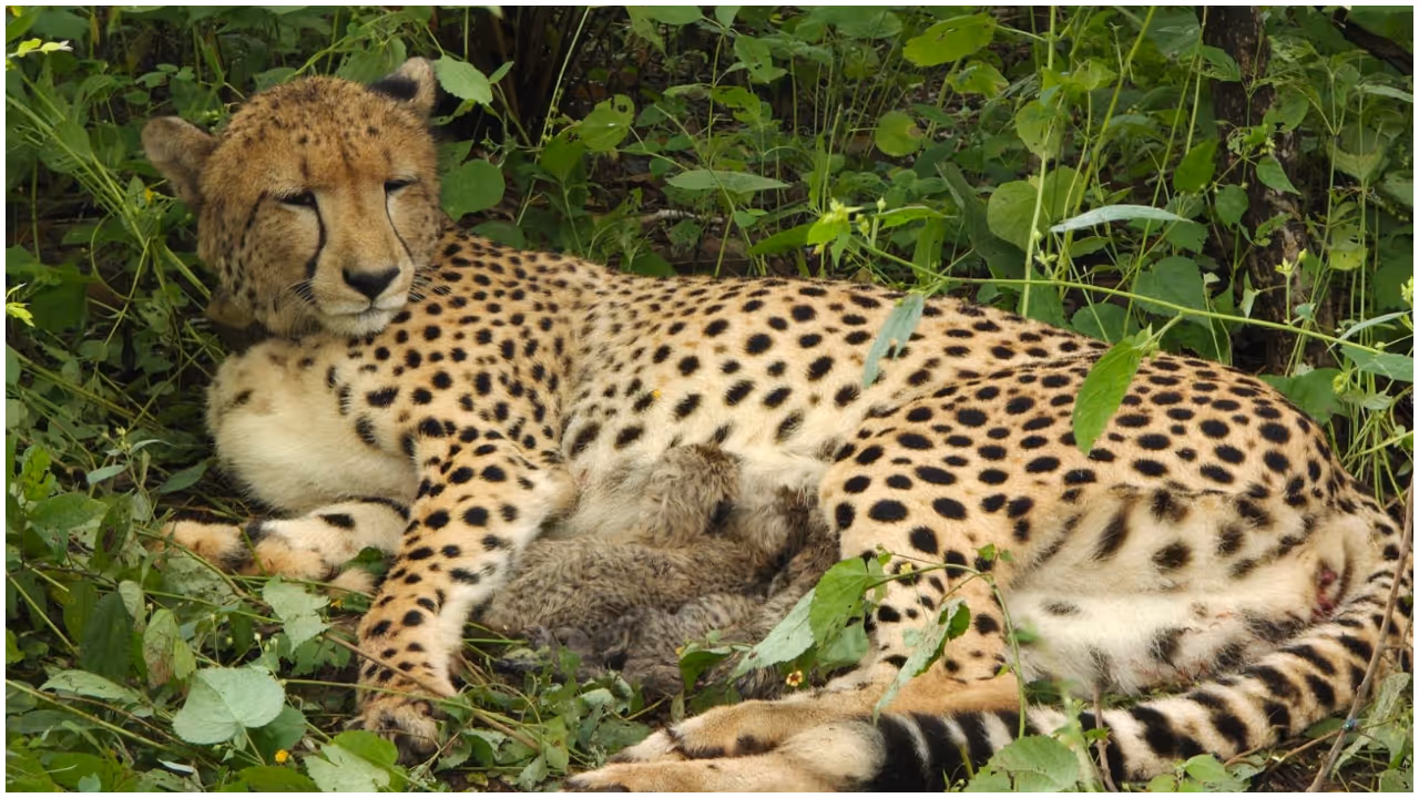 Kuno National Park Cheetah Kuno National Park Cheetah