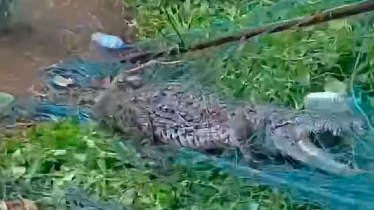 300 kg Crocodile 300 kg Crocodile