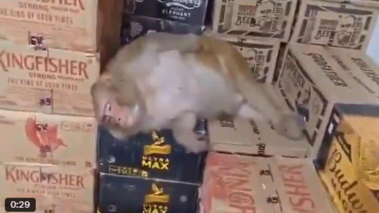 viral video viral video