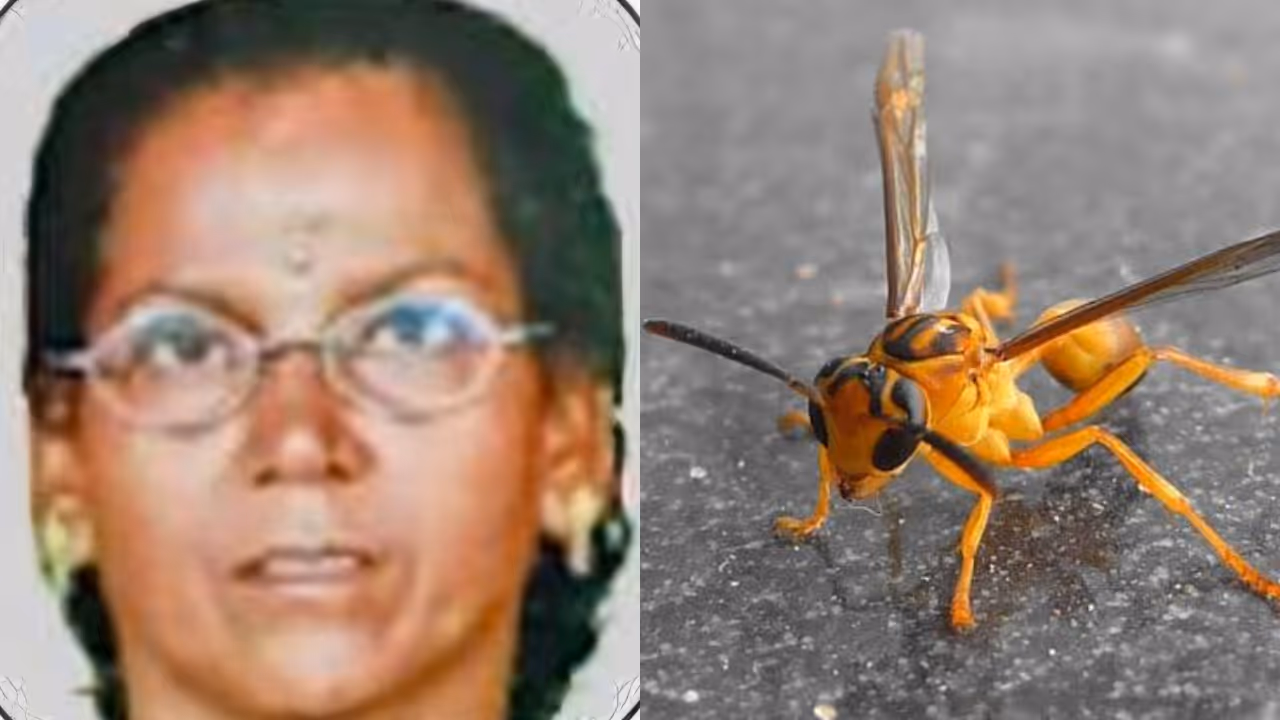 wasp attack wasp attack