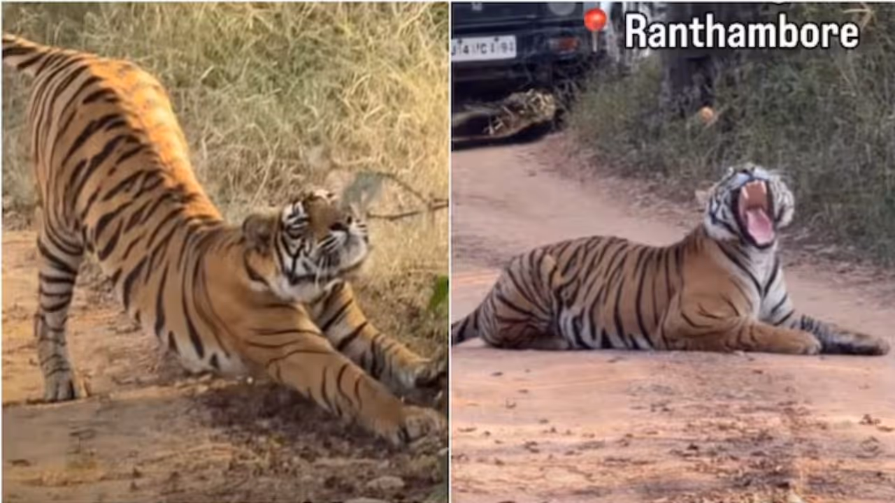 Tiger sleep on Safari Road Tiger sleep on Safari Road
