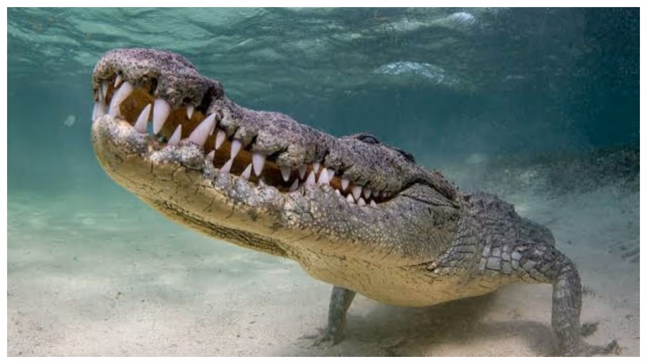AI Crocodile AI Crocodile