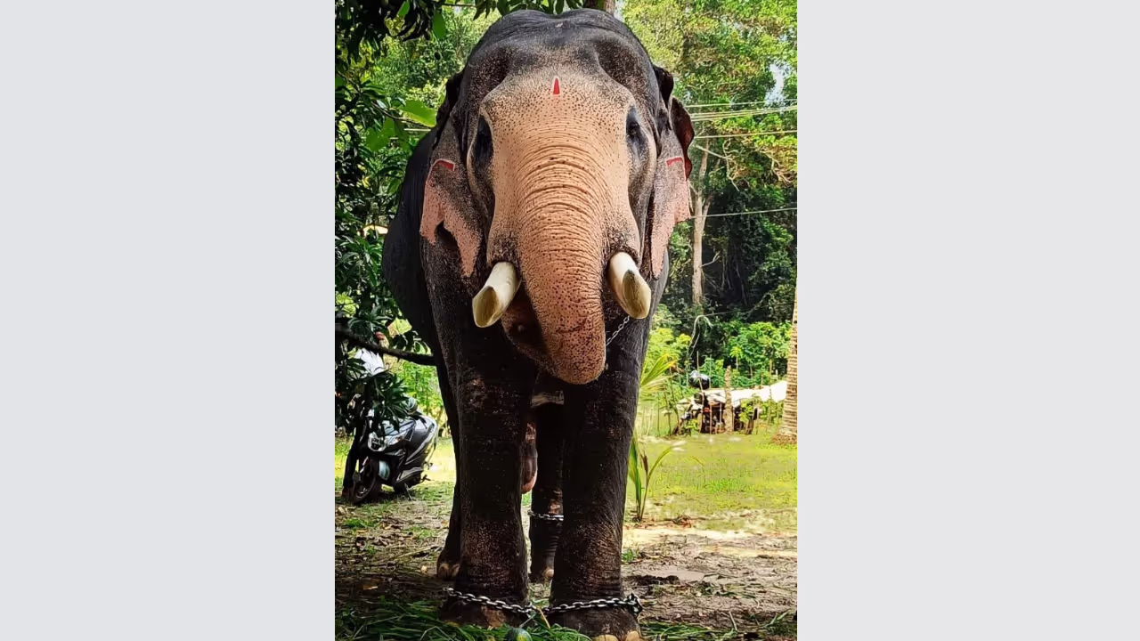 Pallattu Brahmadathan Pallattu Brahmadathan