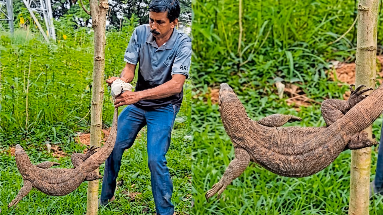 monitor lizard monitor lizard