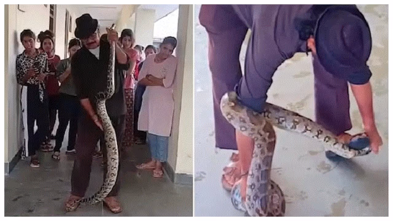 10 Foot Python Found In Girls' Hostel Bathroom 10 Foot Python Found In Girls' Hostel Bathroom