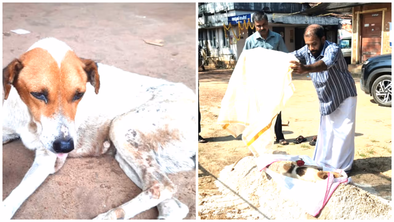 santha dog santha dog