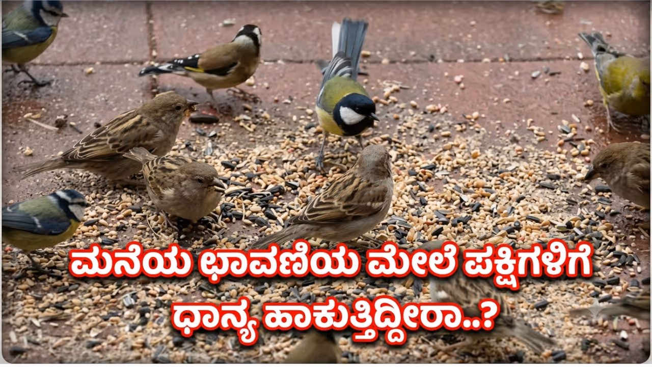 Feeding birds on terrace Vastu Feeding birds on terrace Vastu