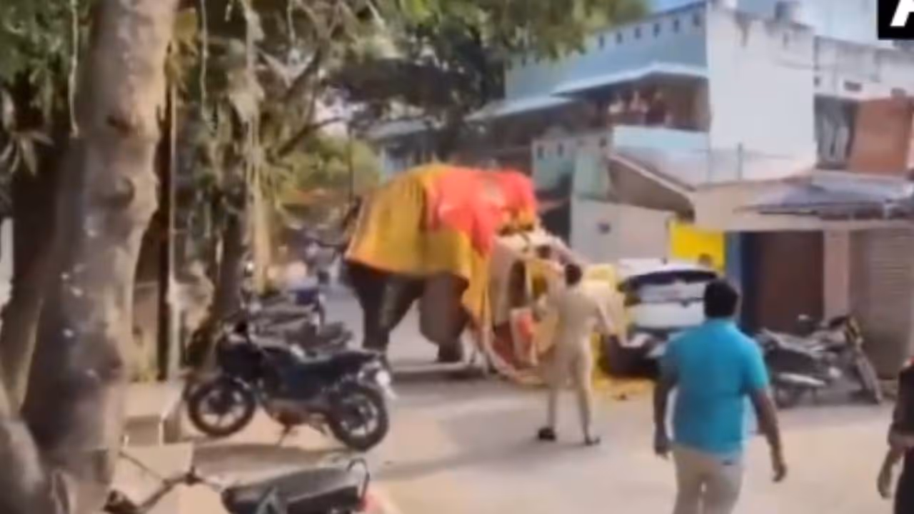 Somanna elephant carrying Ambari panics at Karnataka Dasara celebration Somanna elephant carrying Ambari panics at Karnataka Dasara celebration