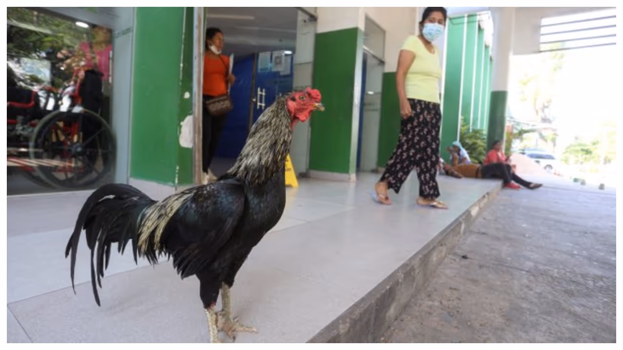 Martin the rooster Martin the rooster
