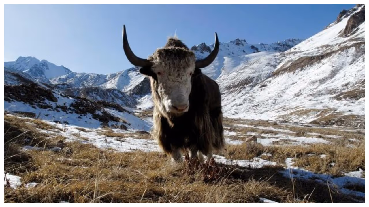 Yak X Yak X