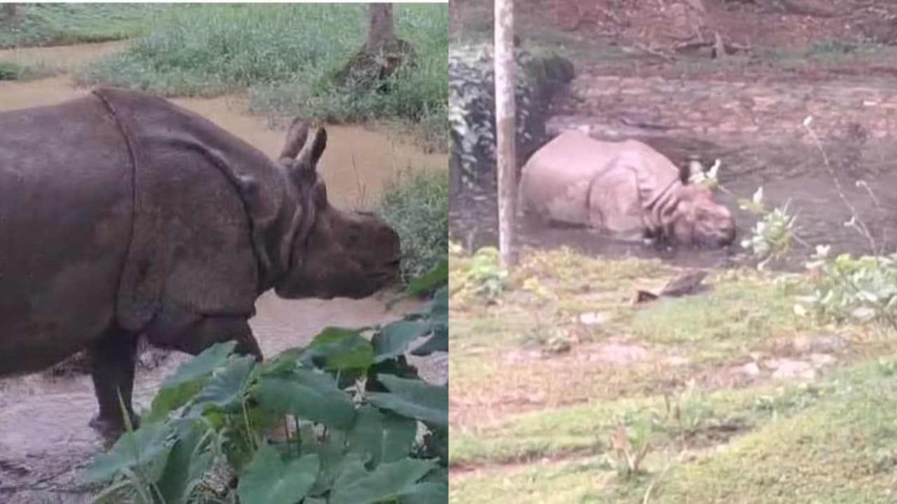 One horned Rhinoceros One horned Rhinoceros