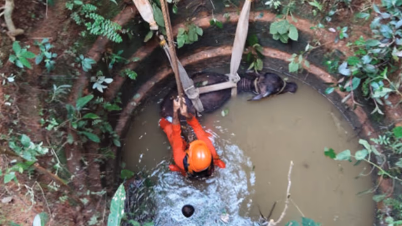 fire force save baby buffalo