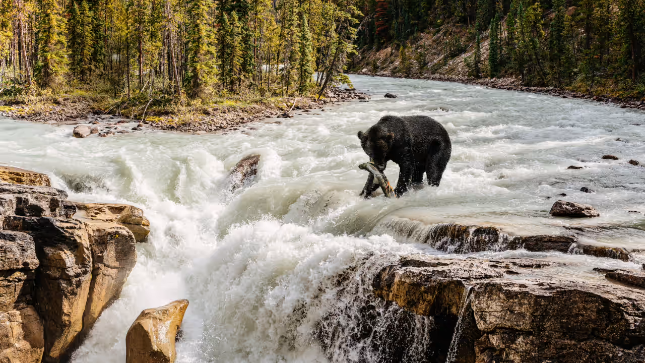 Alaska’s Salmon Rivers 