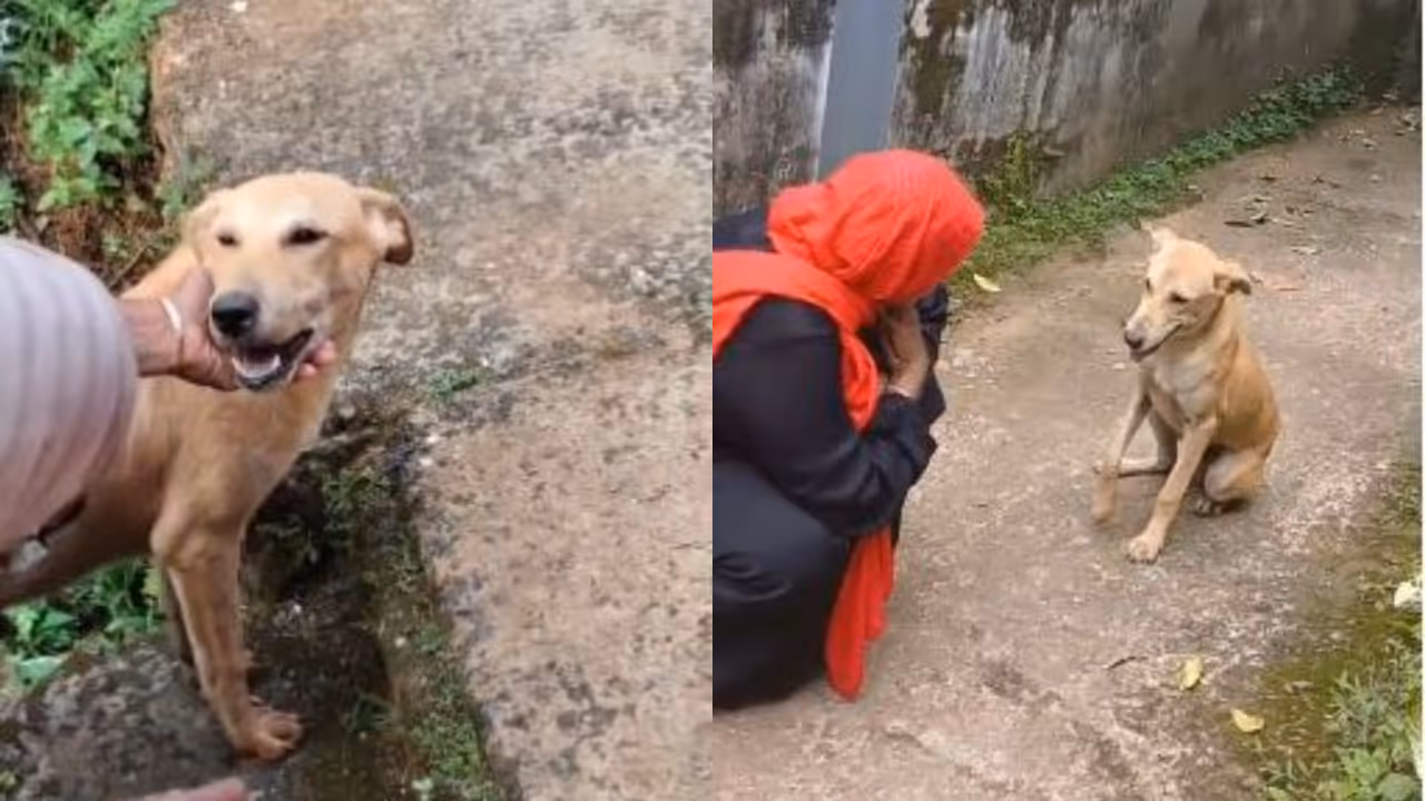 stray dog thanks women for rescue