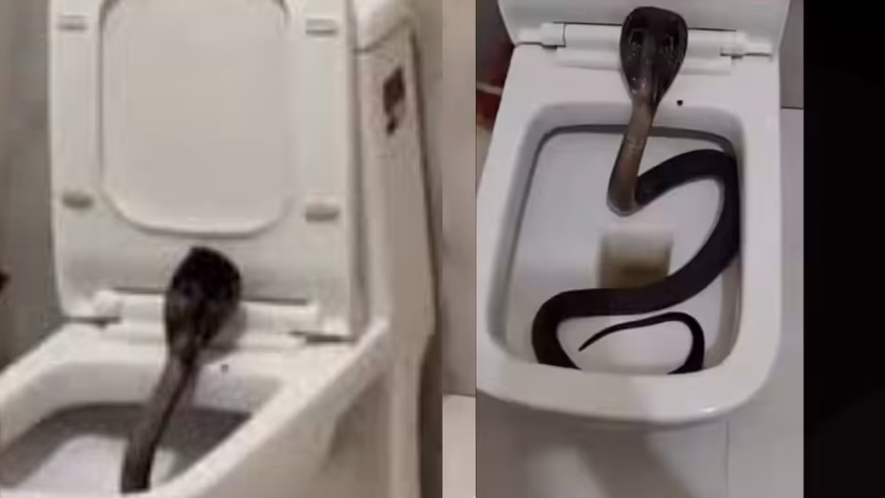 cobra in hotel toilet pushkar