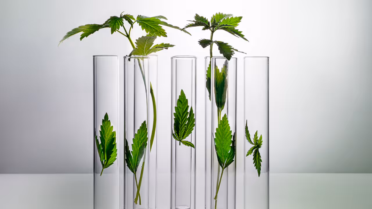 Plant's Anti Cancer Secret Plant's Anti Cancer Secret