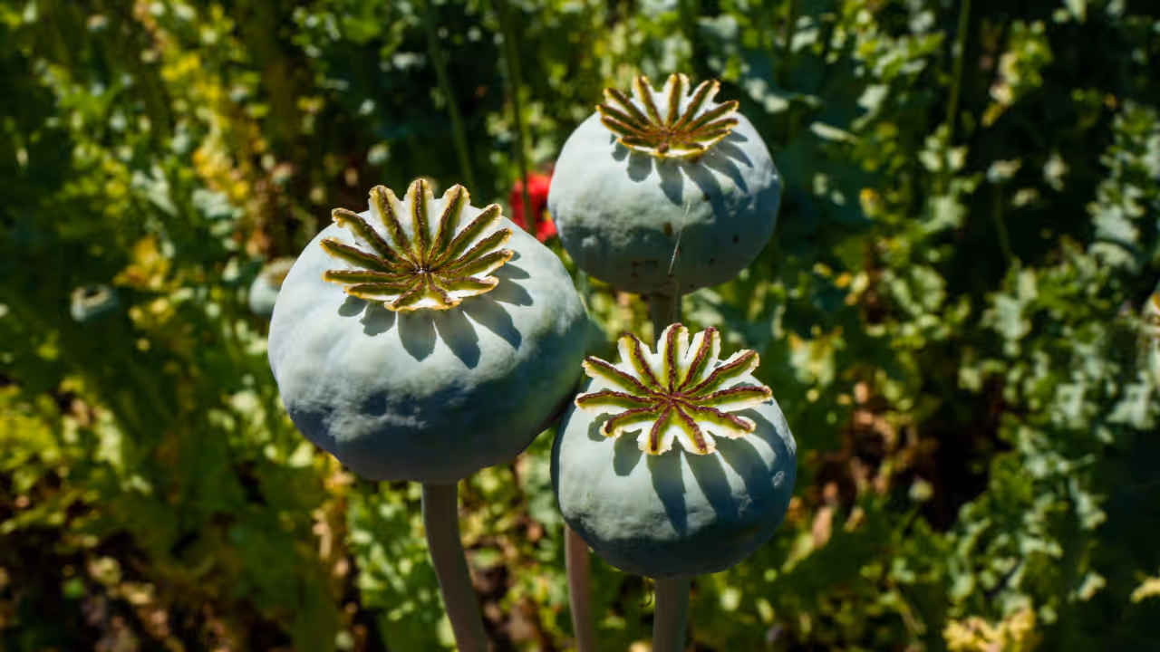 Opium Poppy Farming